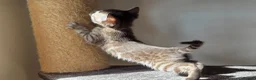 Bengal cats for sale: Gorgeous Health Tested Bengal Kittens  - Advert 20