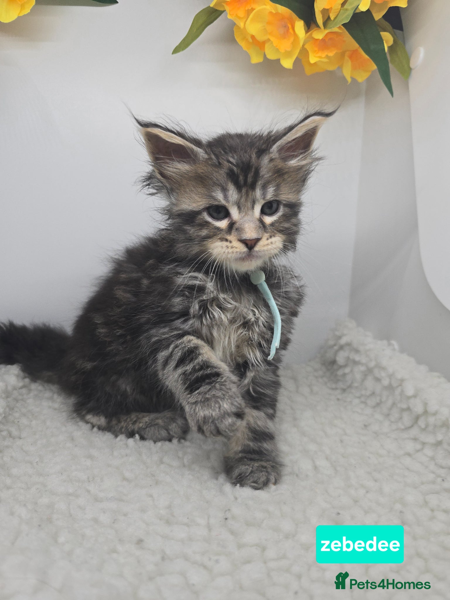 Maine Coon cats Stunning Silver & Black Tabby Maine Coon Kittens - Advert 1