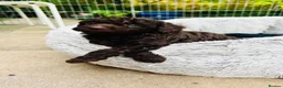 Cavapoo dogs for sale: Ready tomorrow - Advert 35