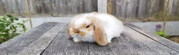 Mini Lop rabbits for sale: Mini Lop bunnies Pure Breed  - Advert 10