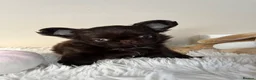 Chihuahua dogs for sale: Xx Quality Thai/Russian chihuahuas Xx - Advert 14