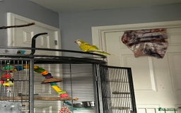 Parakeets birds for sale: 2 beautiful Quaker parrots with cage  - Image 6