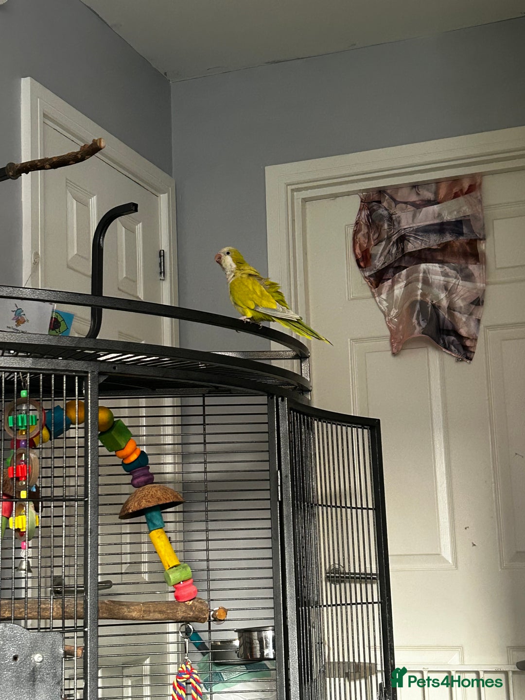 Parakeets birds for sale: 2 beautiful Quaker parrots with cage  - Image 6