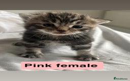 Mixed Breed cats for sale: 4 beautiful kittens  - Image 1