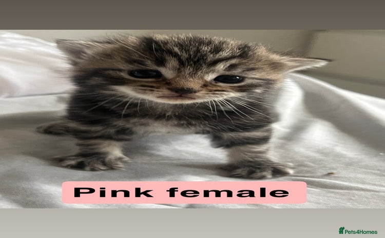 Mixed Breed cats - Advert 11