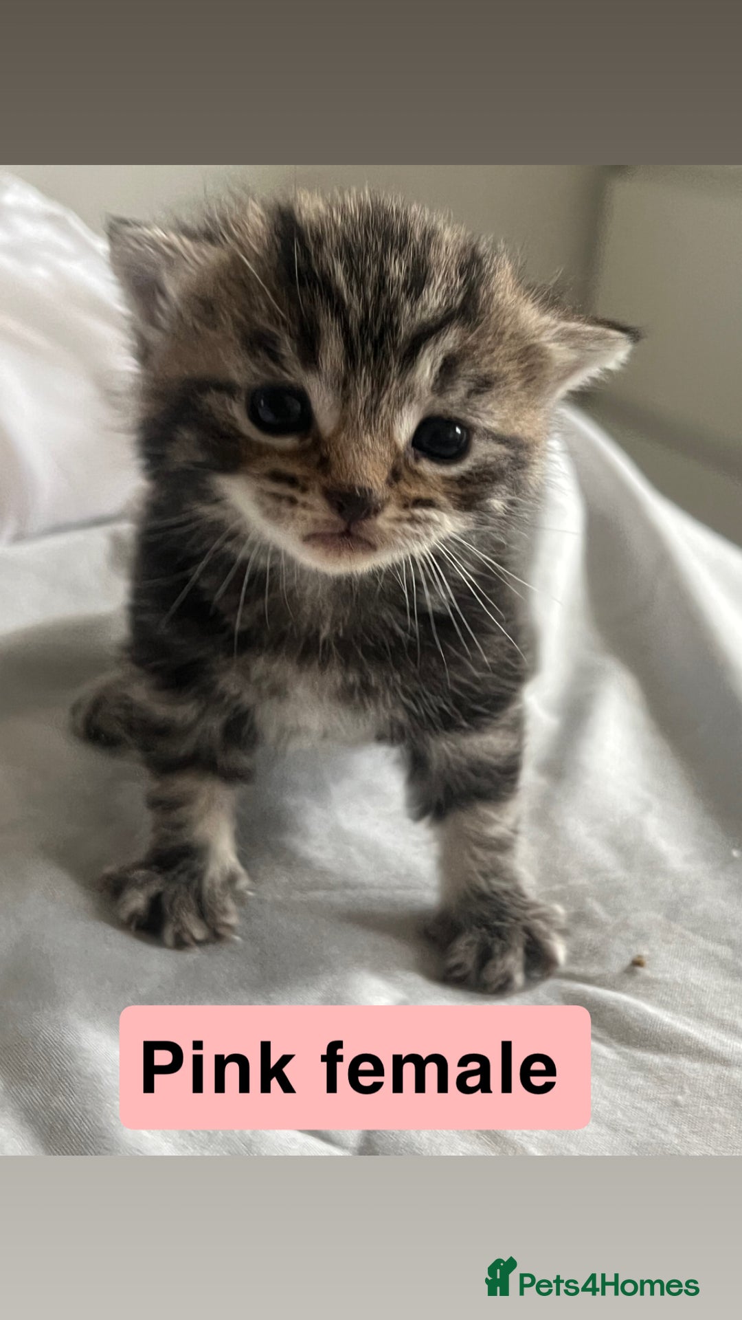 Mixed Breed cats for sale: 4 beautiful kittens  - Image 1