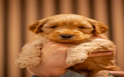 Cockapoo dogs for sale: Stunning F2b Miniature Cockapoos / Health Tested - Image 25