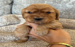 Cocker Spaniel dogs for sale: BEAUTIFUL KC REGISTERED SHOW TYPE HEALTH TESTED - Image 15