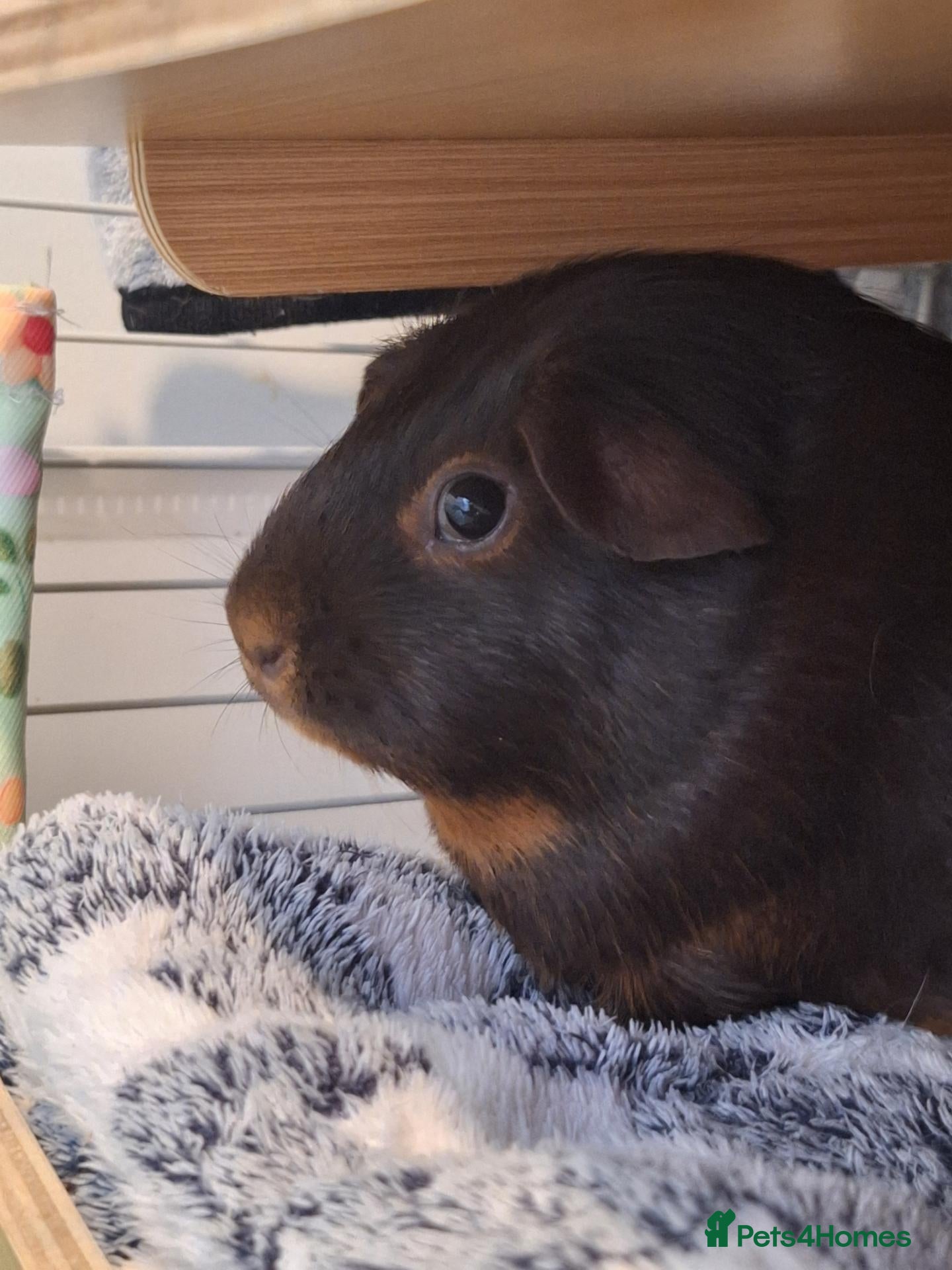 Guinea Pig rodents 1 Neutered Boy and 1 Girl Bonded Pair Guinea Pigs - Advert 2
