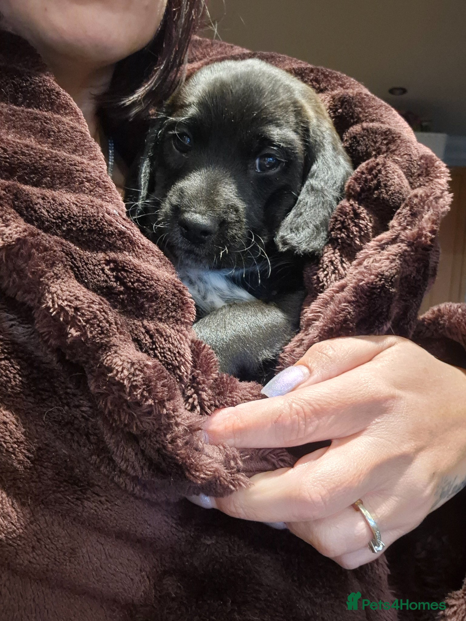 Mixed Breed dogs *only 2 left * Labradoodle Puppies 🐶  - Advert 2