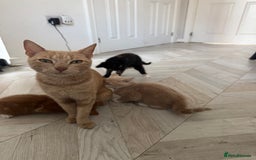 Mixed Breed cats for sale: 3 kittens for sale - Image 14