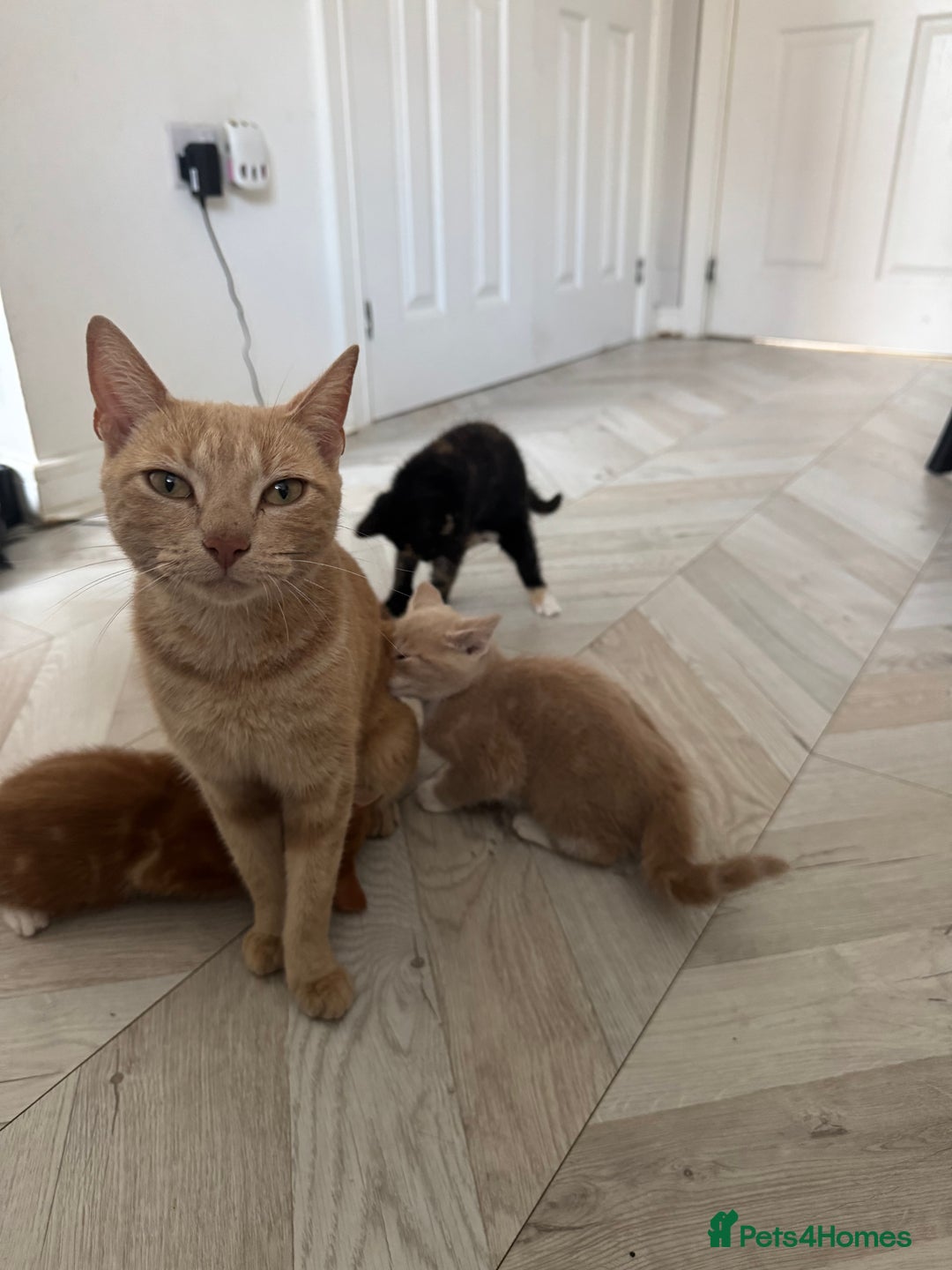 Mixed Breed cats for sale: 3 kittens for sale - Image 14