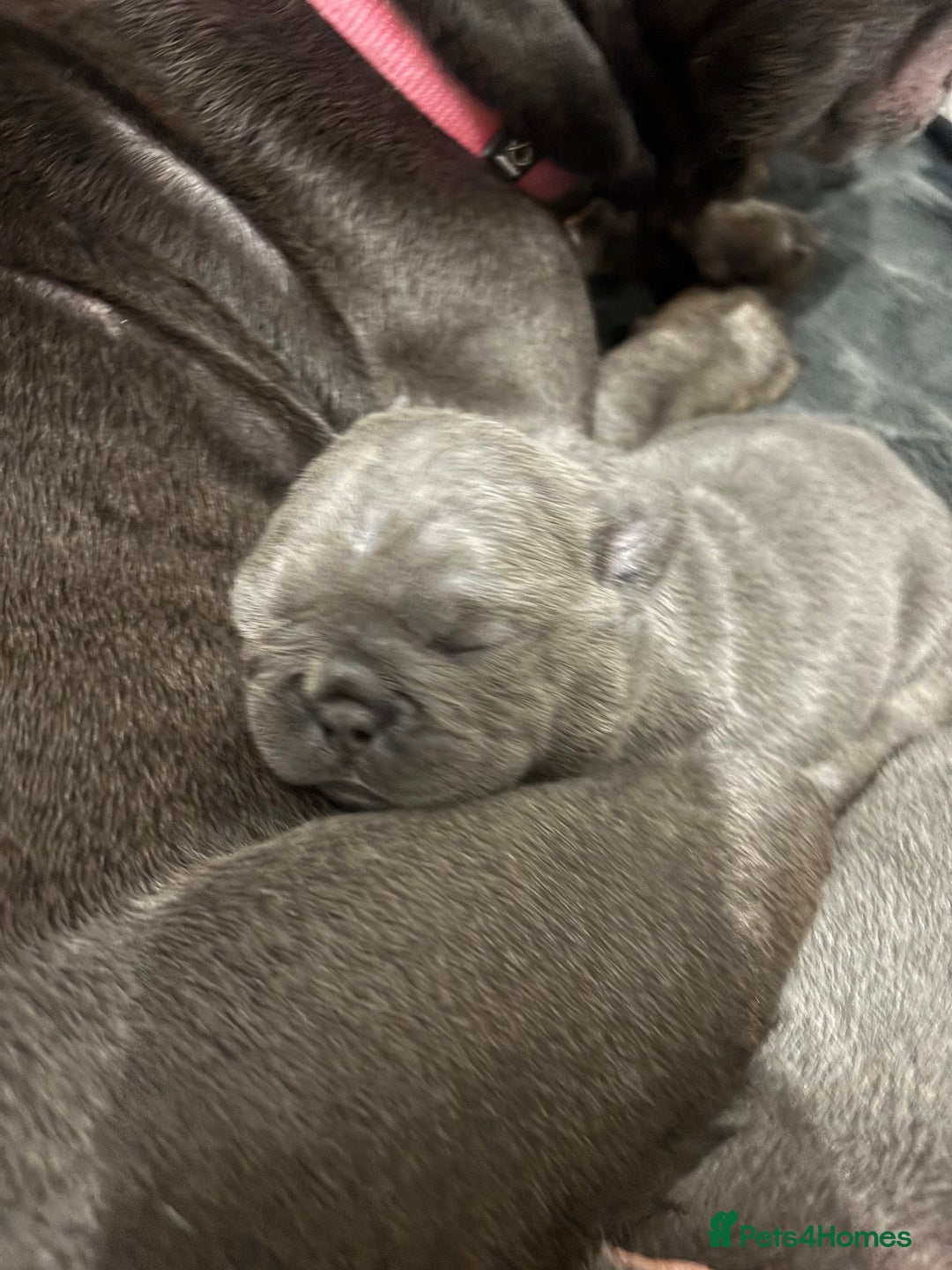 French Bulldog dogs for sale: Mini bulls - Advert 8