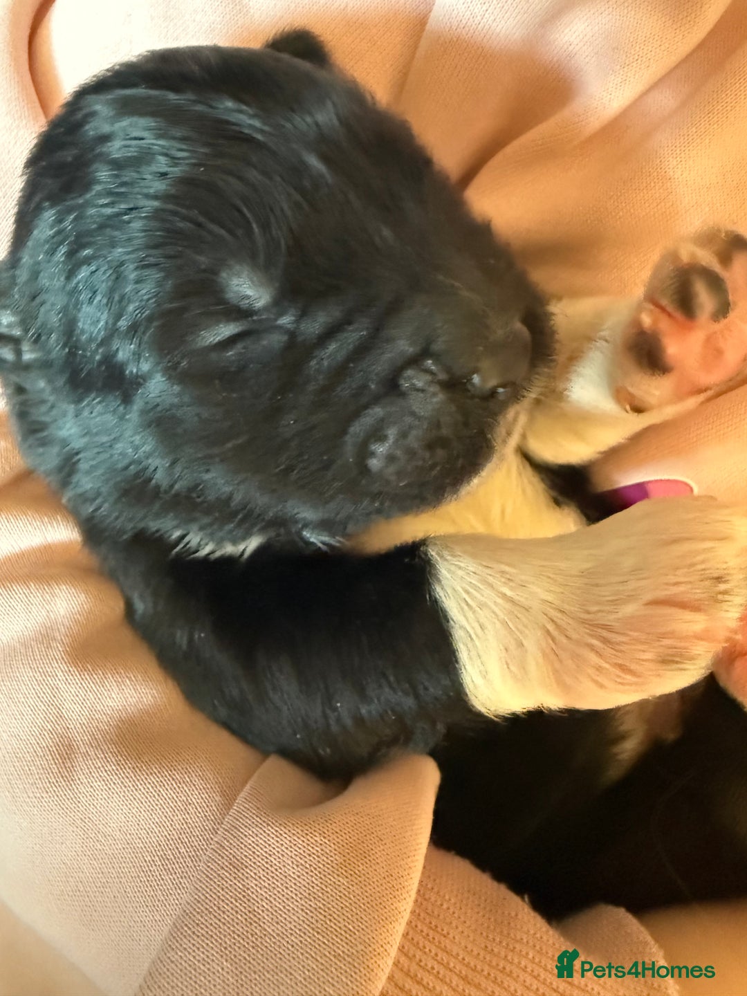 Akita dogs for sale: Big bear head full American Akitas  - Advert 10