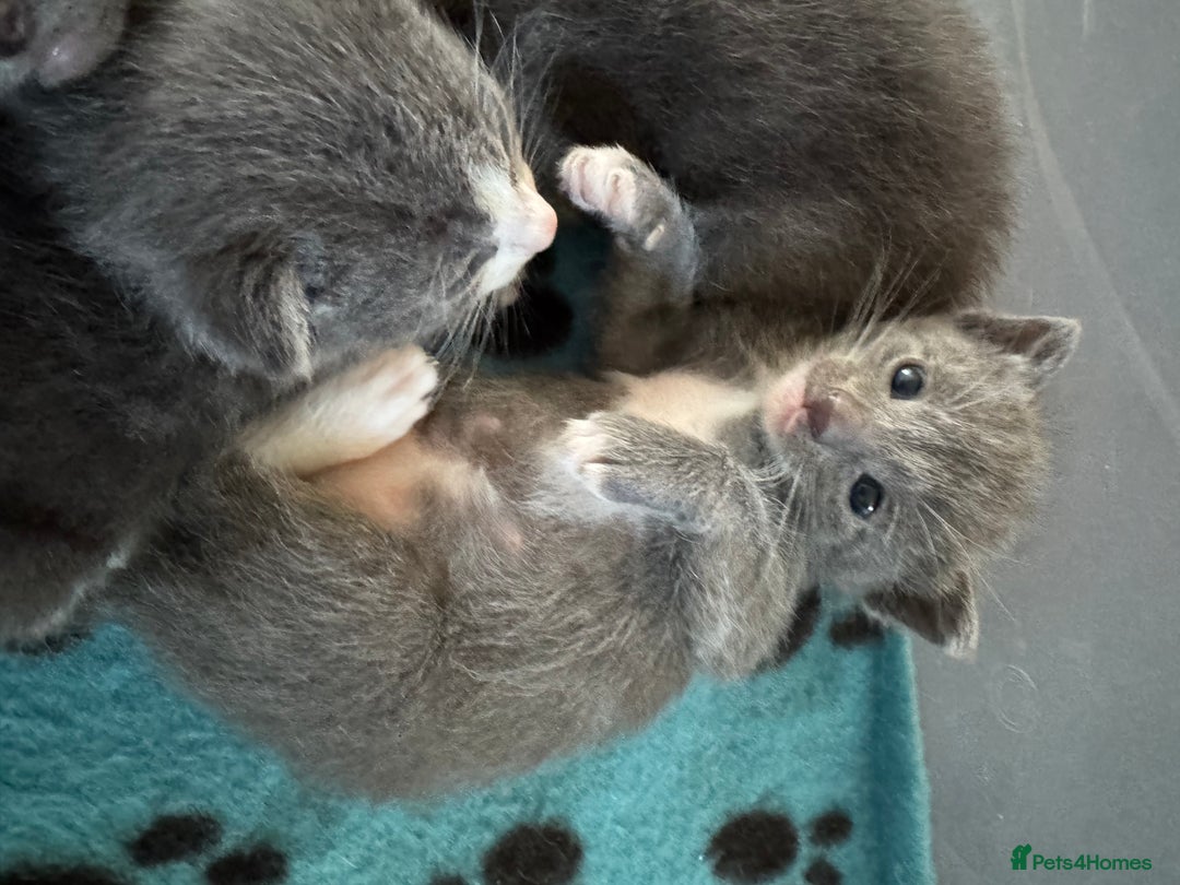 Mixed Breed cats for sale: Regular kittens - Image 9
