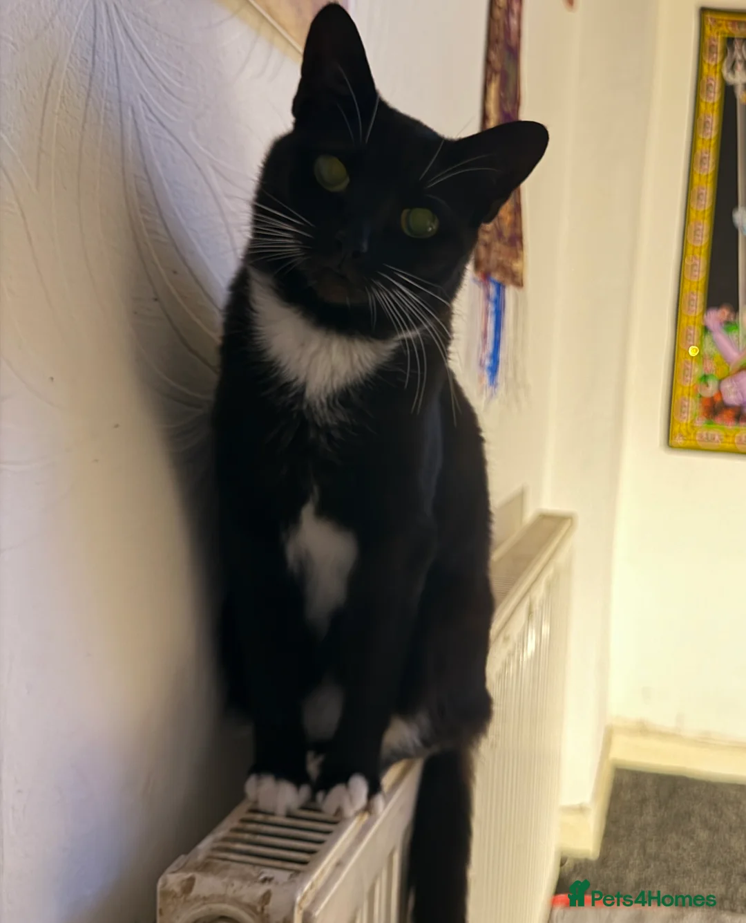 Domestic Shorthair cats for sale: Mia is looking for a new home!  - Advert 2