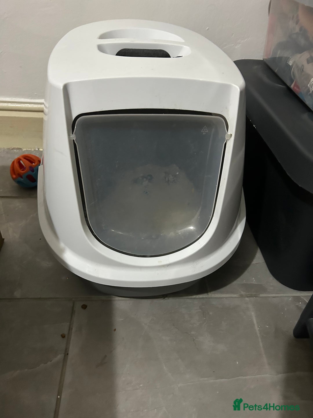 Bengal cats for sale: Male cat  - Advert 5