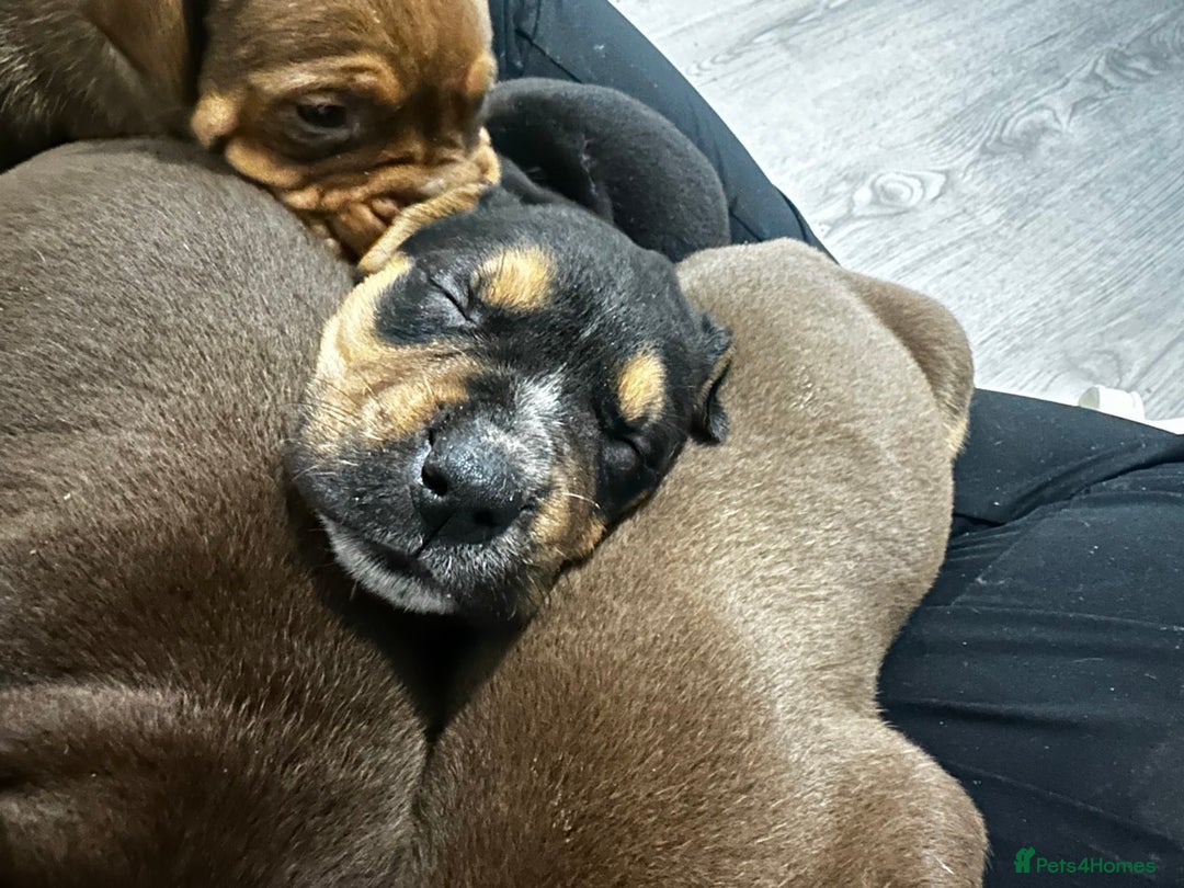 Mixed Breed dogs for sale: A beautiful litter of Rottweiler/staff/mastiffs - Advert 12
