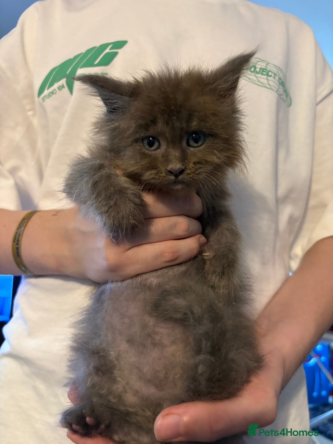 Maine Coon cats for sale: Beautiful maincoon kittens ready now  - Advert 10