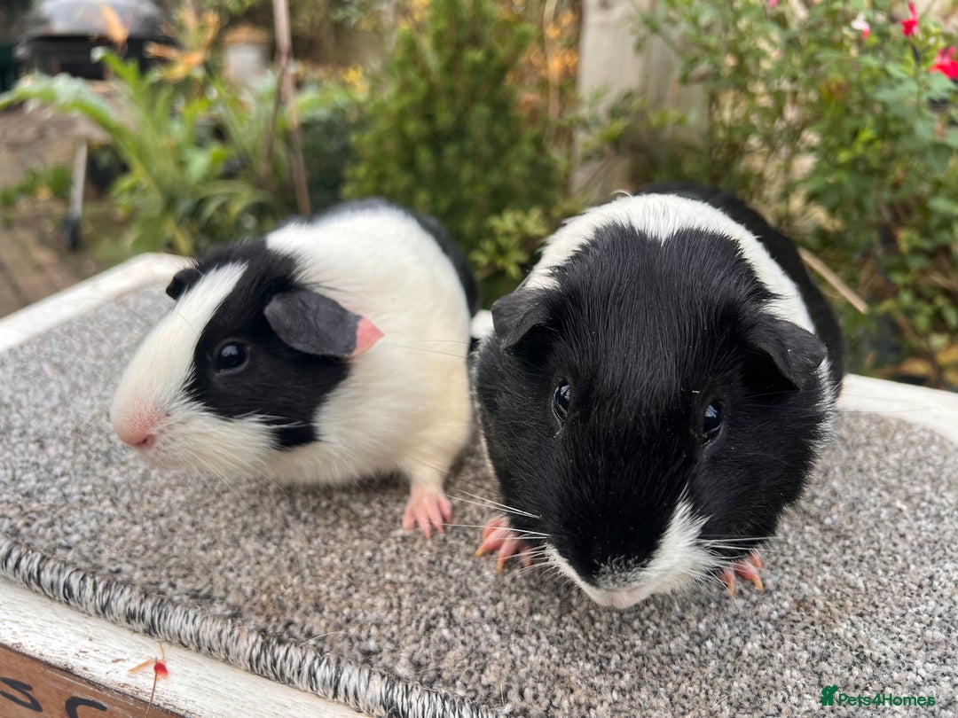 Guinea Pig rodents for sale: Pair of bonded boars - Father and son - Advert 6