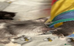 Maine Coon cats for sale: Stunning mainecoon kittens for sale.  - Image 8