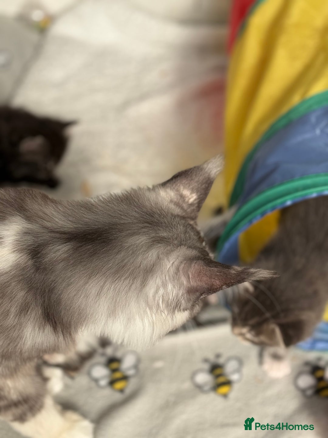 Maine Coon cats for sale: Stunning mainecoon kittens for sale.  - Image 8