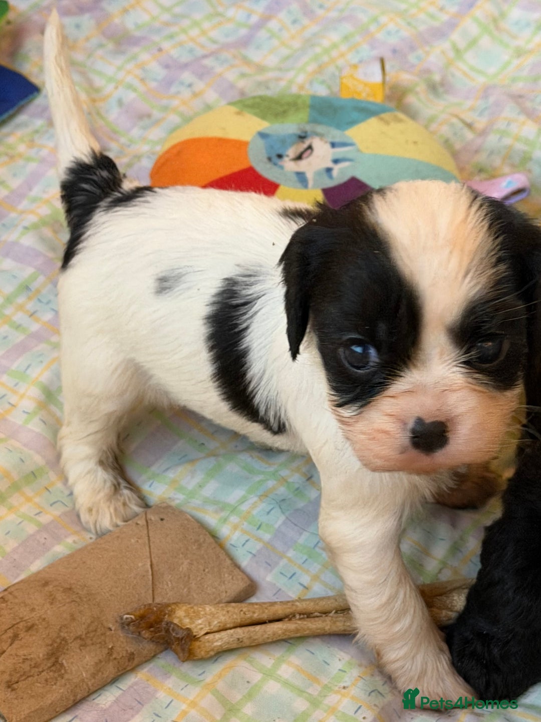 Cavapoo dogs for sale: Stunning cavapoo puppies ready 9th January  - Advert 24