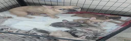 French Bulldog dogs for sale: Steven Clayton - Advert 3