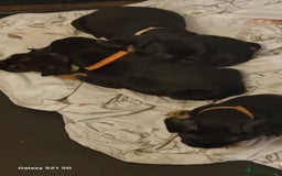 Mixed Breed dogs for sale: 4 french bulldog x boarder terror girls  - Image 2
