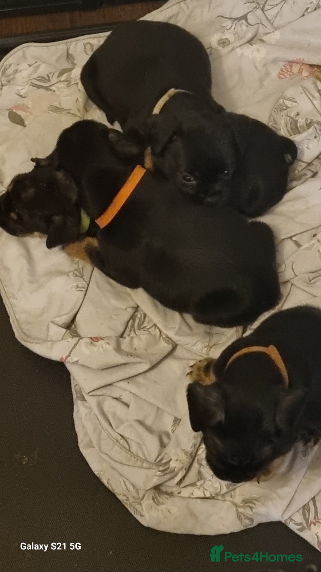 Mixed Breed dogs for sale: 4 french bulldog x boarder terror girls  - Image 2