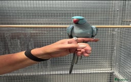Ringnecks birds for sale: Blue Ringneck Male - Image 5