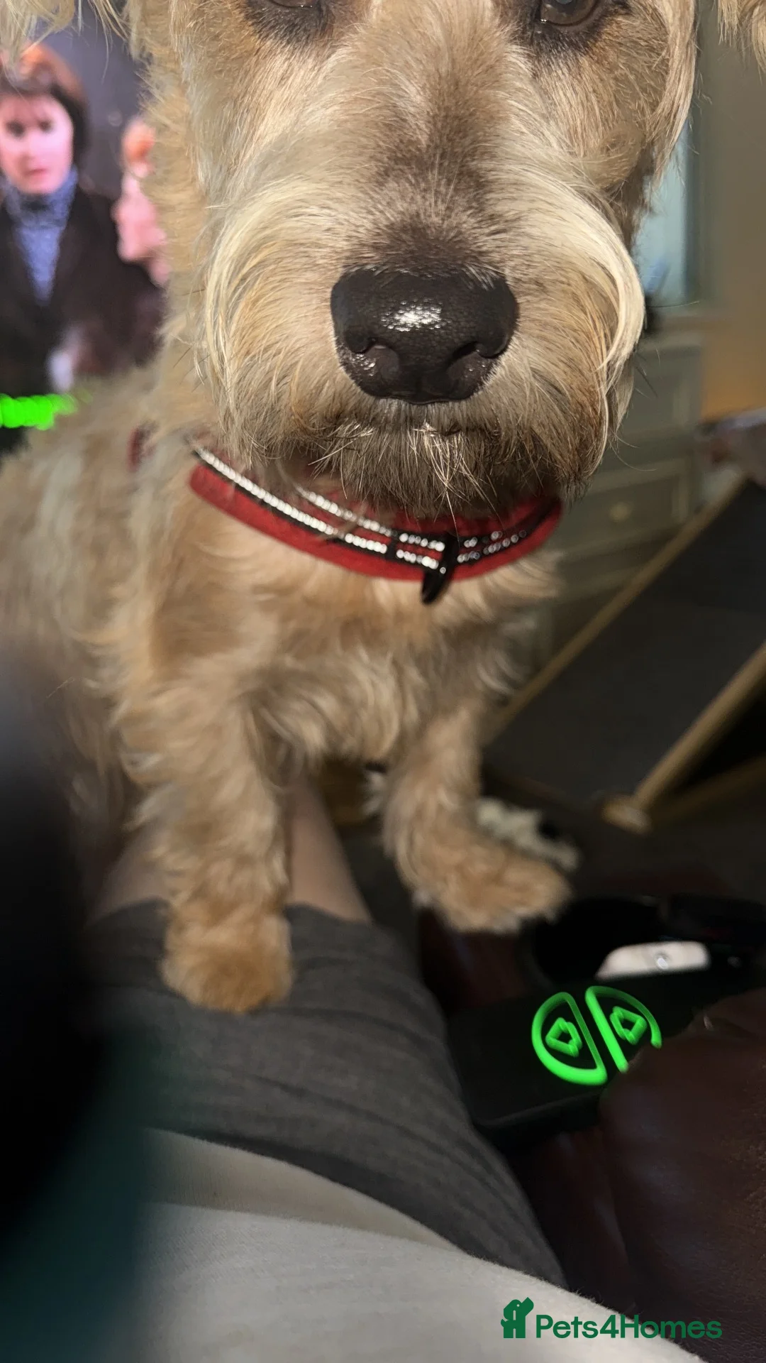 Mixed Breed dogs for sale: Jack Russell cross in Southampton - Advert 2