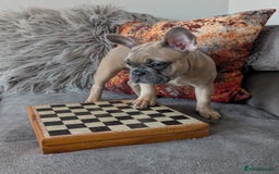French Bulldog dogs for sale: KC registered ready to go french bulldog puppies  - Image 7