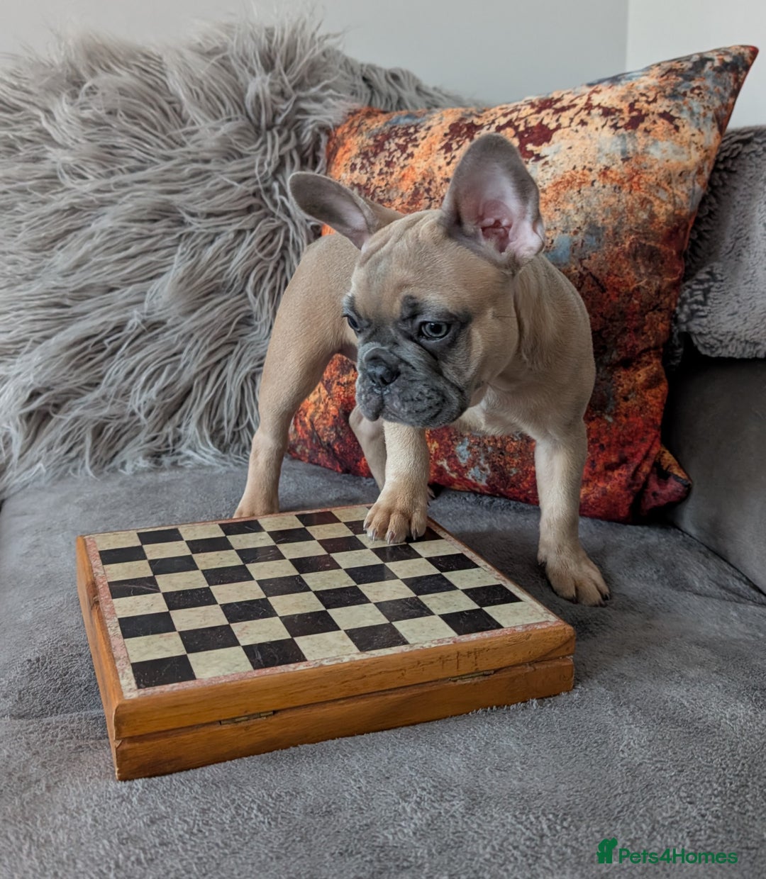 French Bulldog dogs for sale: KC registered ready to go french bulldog puppies  - Image 7