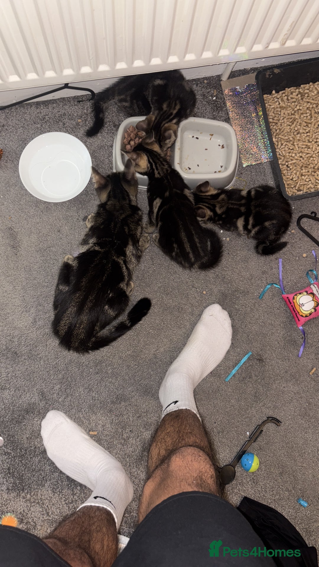 Domestic Shorthair cats for sale: kittens  - Image 2