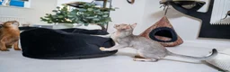 Abyssinian cats for sale: Super Cuddling Boy Champion Line 🏆 Silver Black - Advert 30