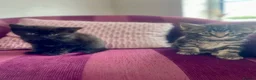 Mixed Breed cats for sale: Maincoon x  in Driffield - Advert 15