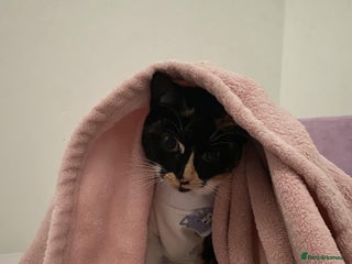 Domestic Shorthair cats in Thornton Heath - Advert 1