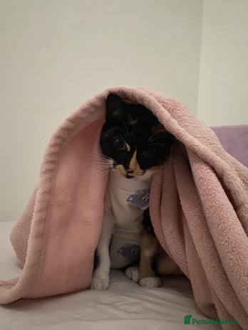 Domestic Shorthair cats in Thornton Heath - Advert 1