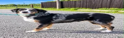 Border Collie dogs for sale: Stunning border collie puppies 🐶 in Manchester - Advert 1