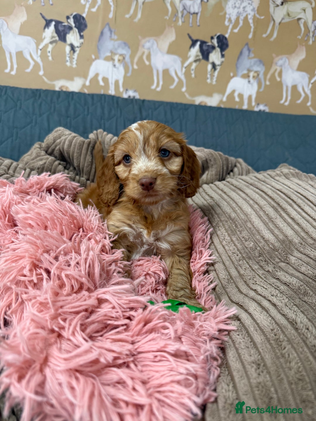 Cockapoo dogs for sale: F1 Cockapoo’s Fully DNA hereditary clear - Advert 1