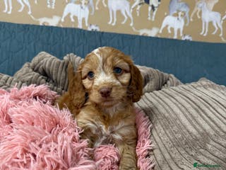 Cockapoo dogs F1 Cockapoo’s Fully DNA hereditary clear - Advert 1