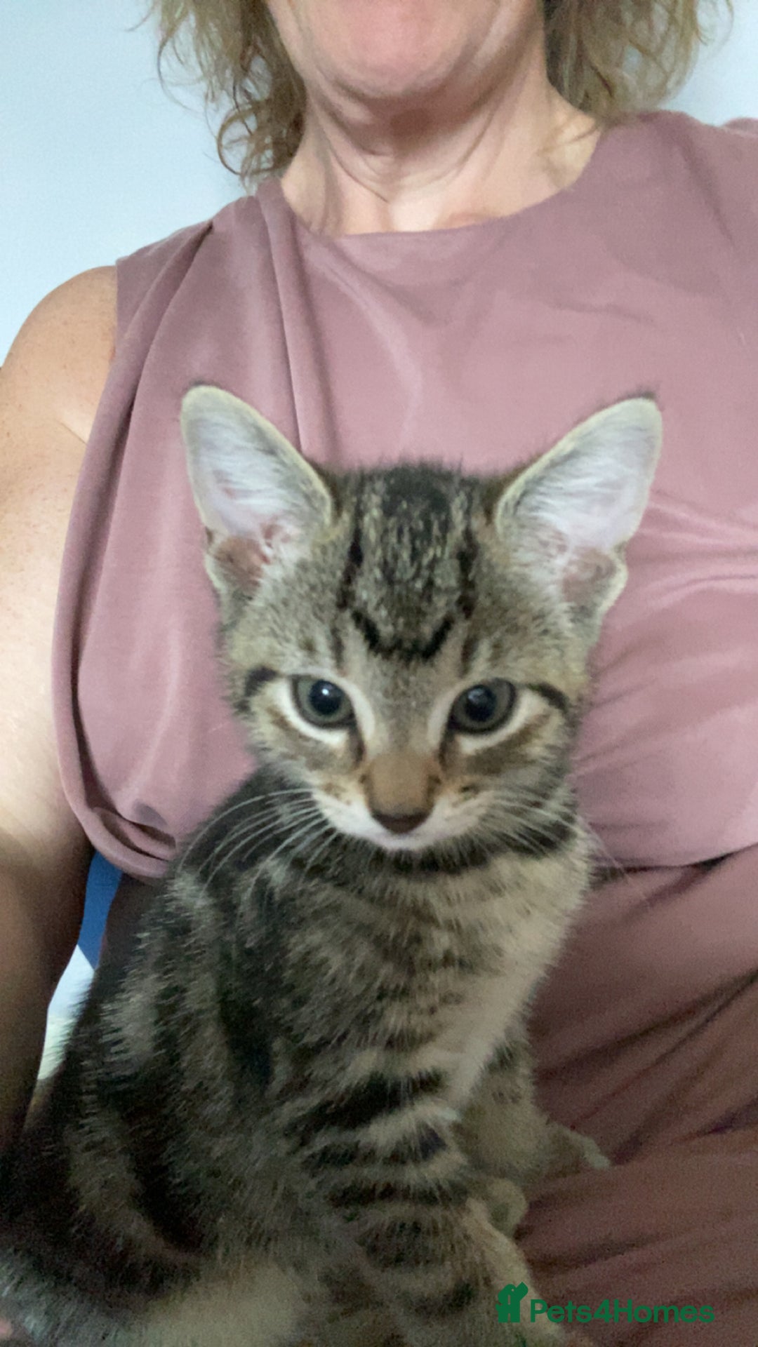Bengal cats for sale: Bengal cross Russian blue kitten  - Image 1