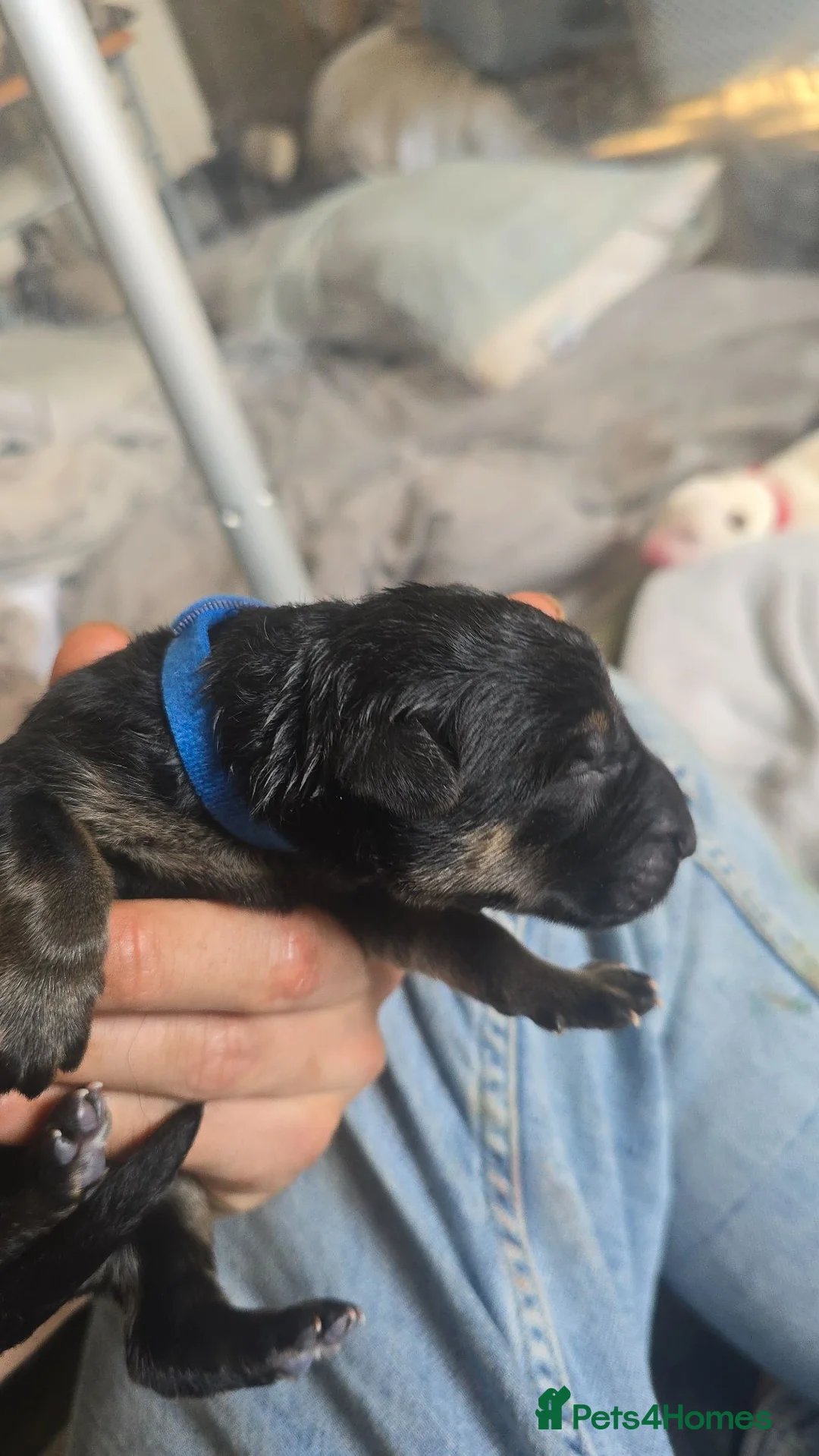 German Shepherd dogs for sale: Exceptional German Shepherd Puppies - Advert 22