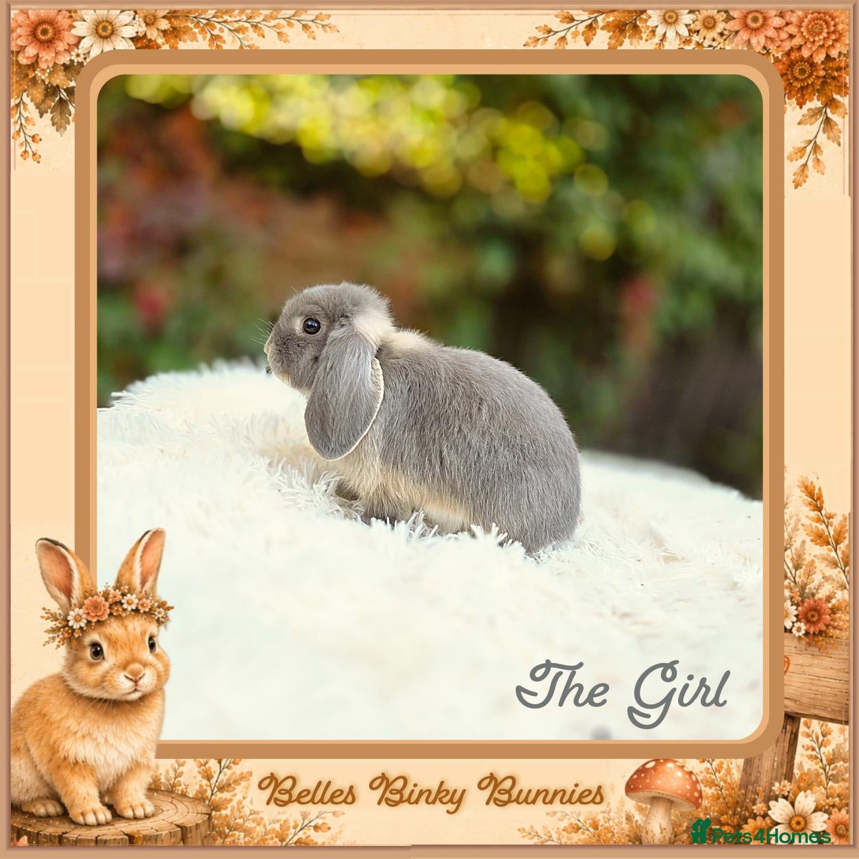Mini Lop rabbits 🌻 Ready Now 🌻 Vaccinated Baby Girl & Boy 🌻 - Advert 2