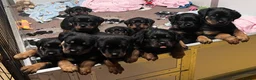 Rottweiler dogs for sale: bitch for sale from health tested patients  - Advert 3