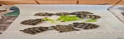 Tortoise reptiles for sale: Hatchlings for sale - Advert 2