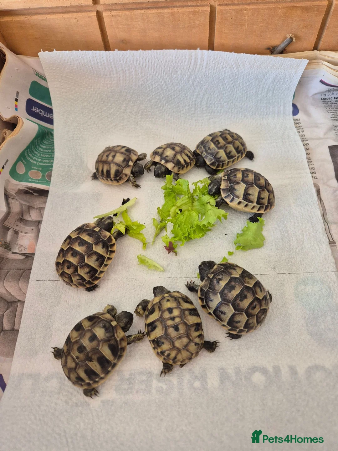 Tortoise reptiles for sale: Hatchlings for sale - Advert 2