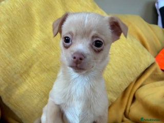 Chihuahua dogs Beautiful Chihuahua Puppies For Sale - Advert 5