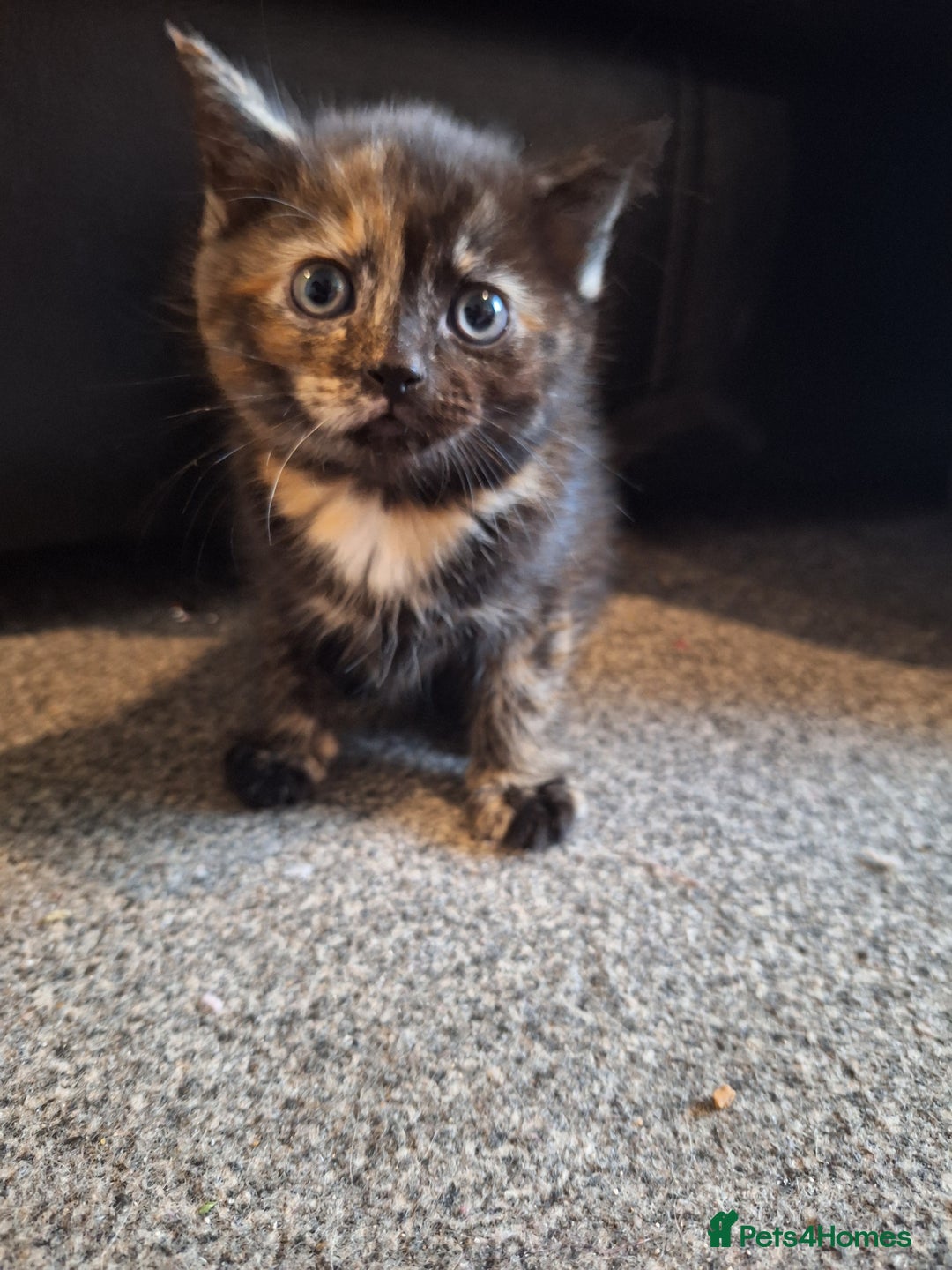 Mixed Breed cats for sale: Mix breed kittens, 1/4 ragdoll  - Advert 22